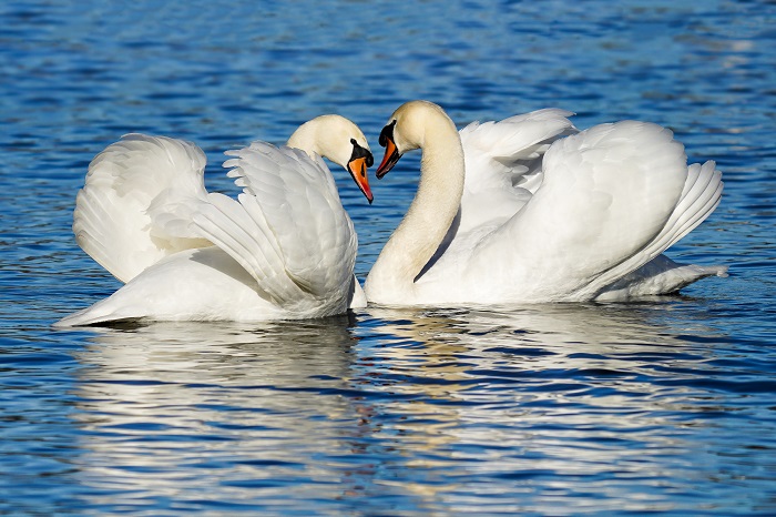 Vogelbeobachtung am Chiemsee
