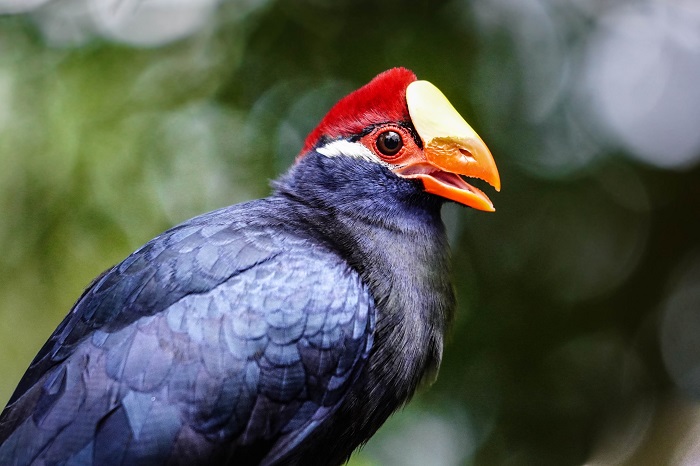 Vögel Hellabrunn