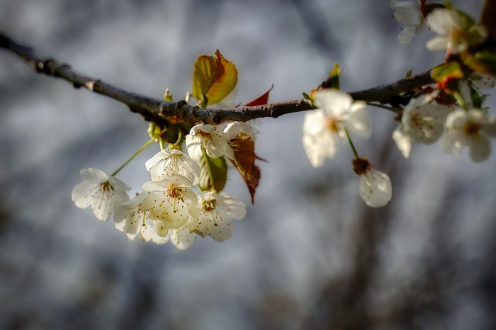 Blüte