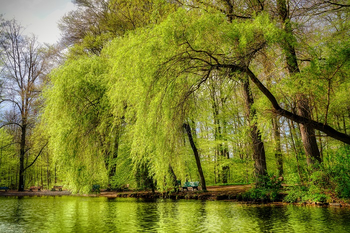 Weiher Isarauen