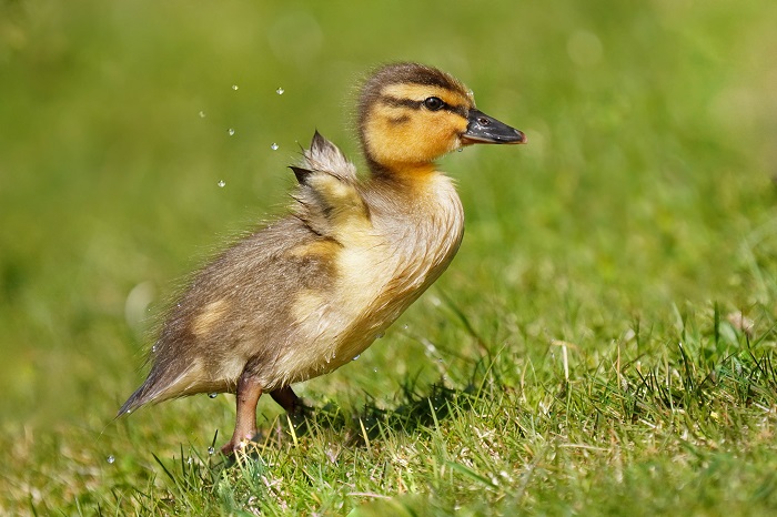 Stockente Küken